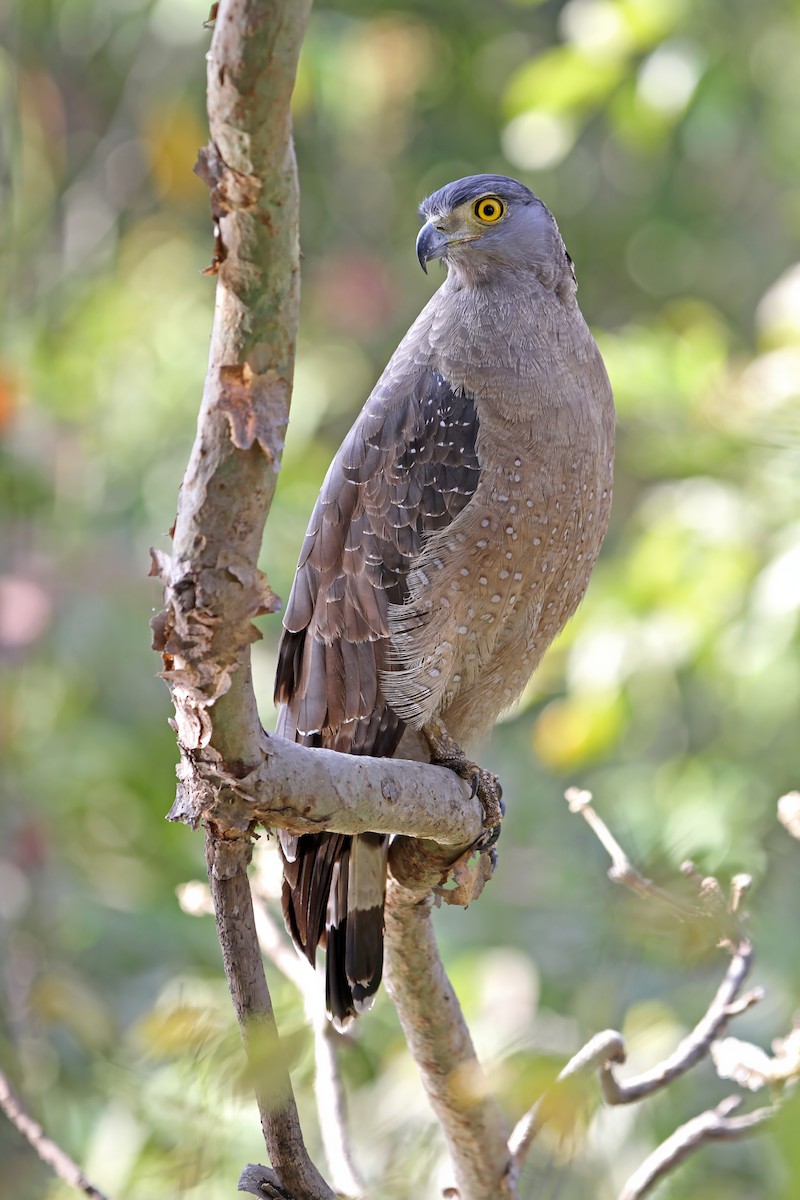 Crested Serpent-Eagle - ML640303293