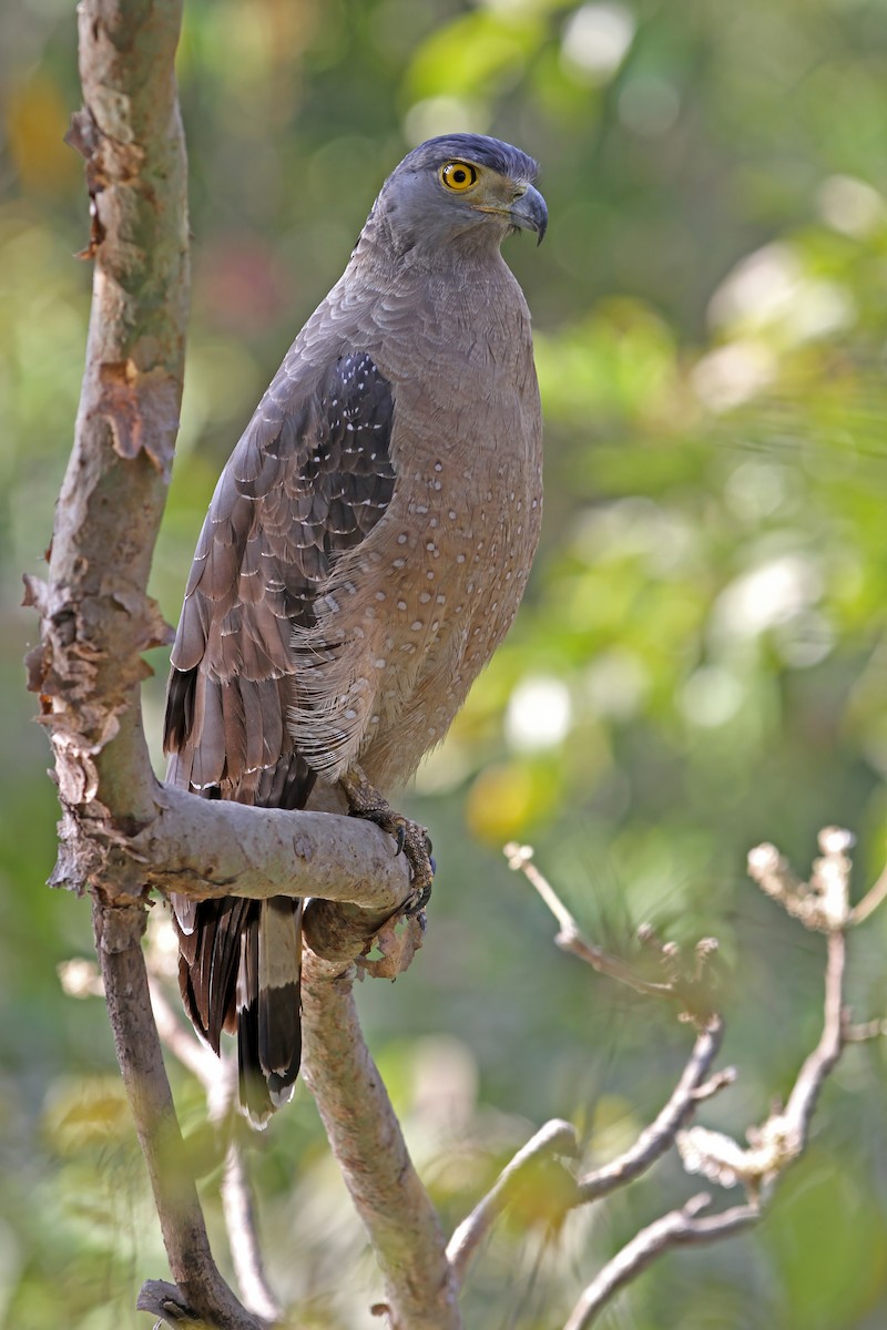 Crested Serpent-Eagle - ML640303294