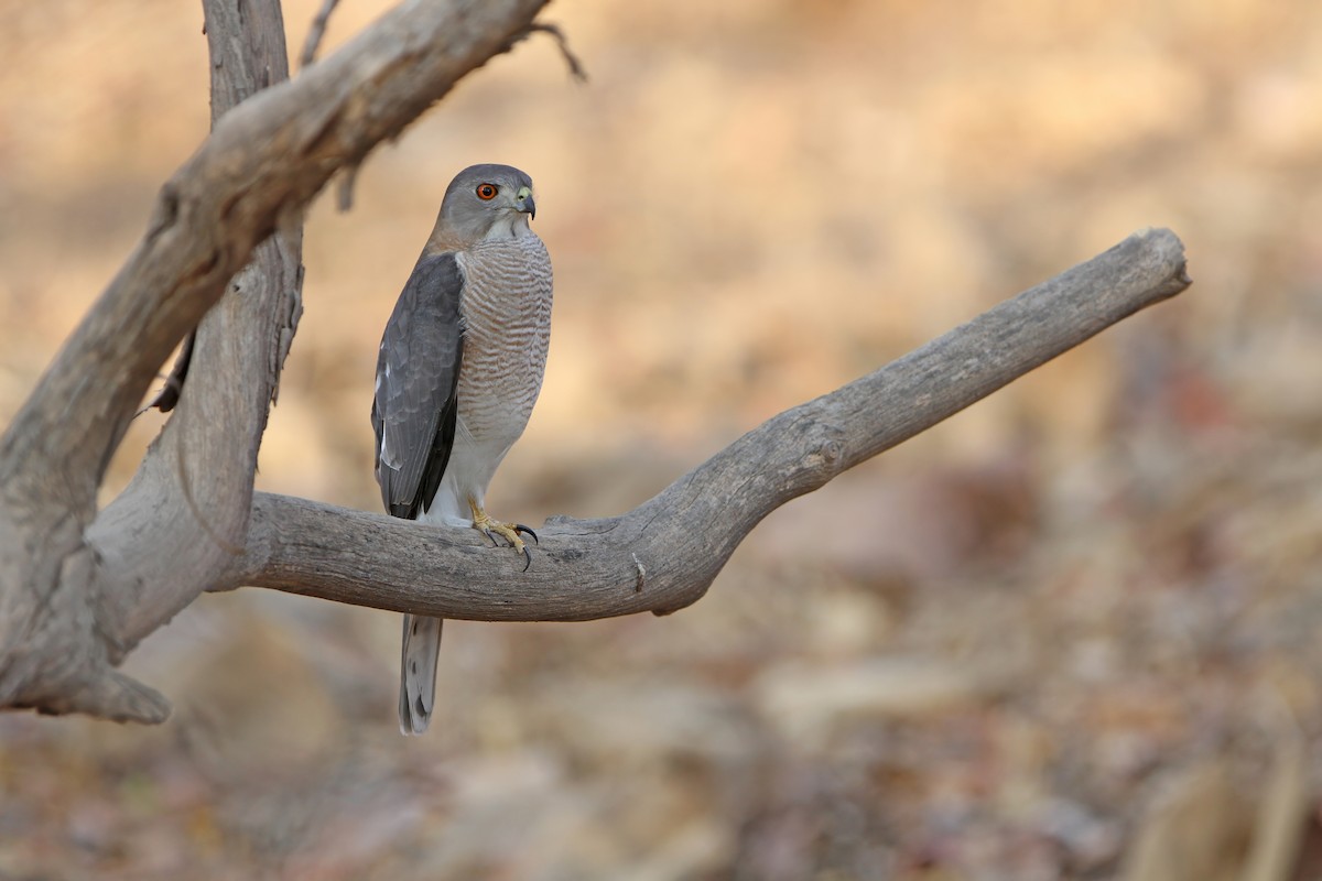 Shikra - ML640303299