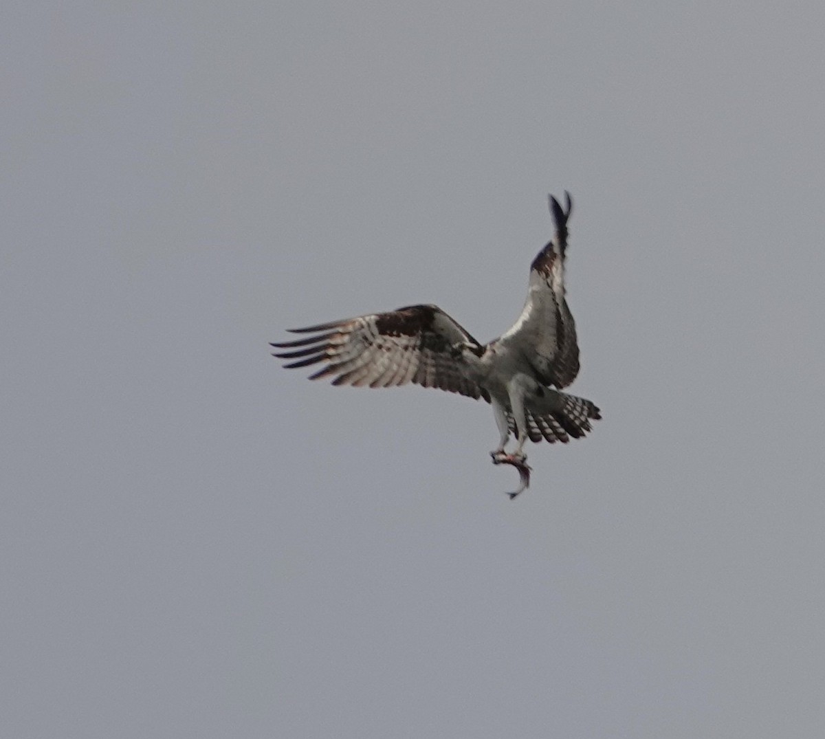 Osprey - ML640303307