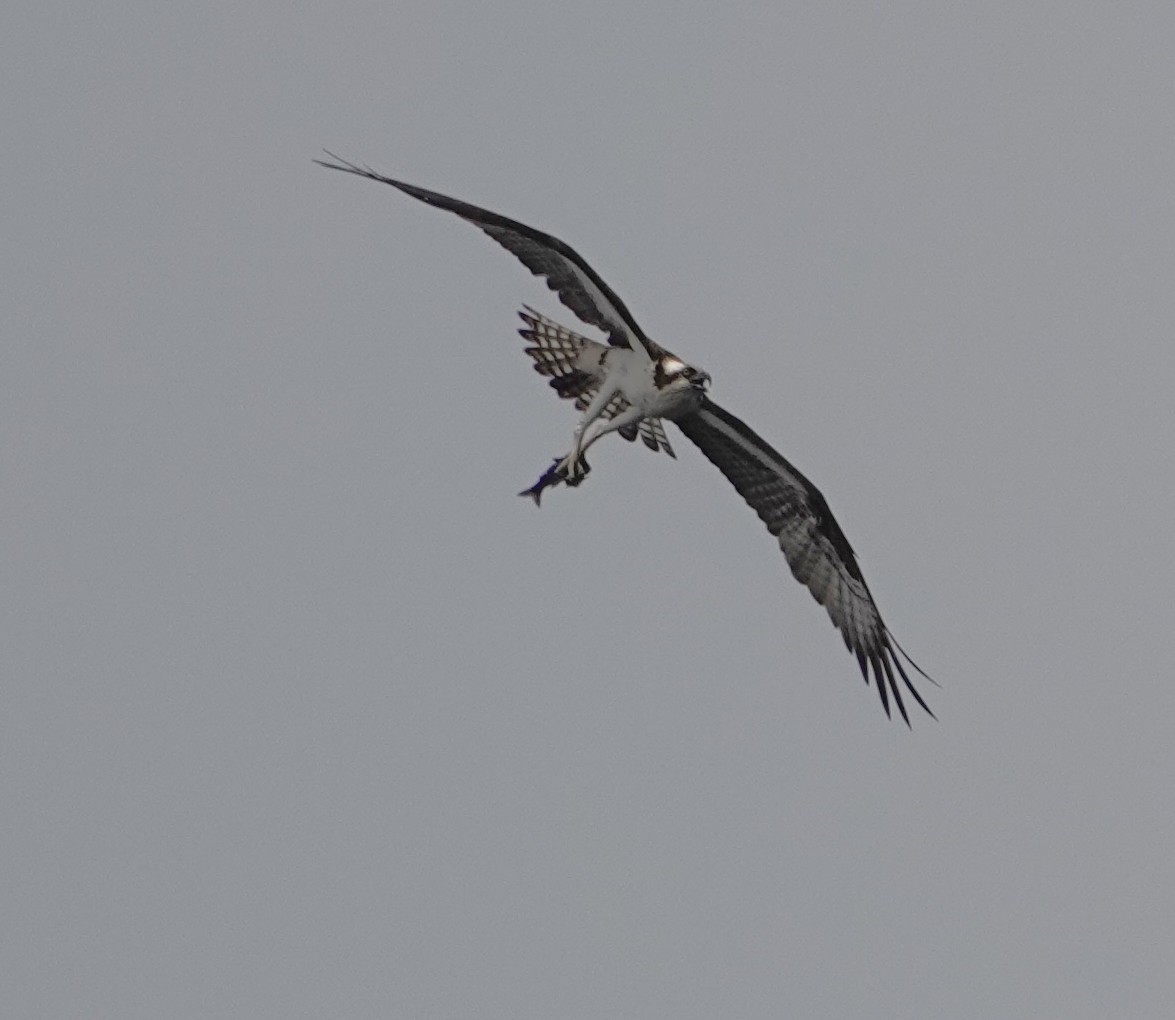 Osprey - ML640303308