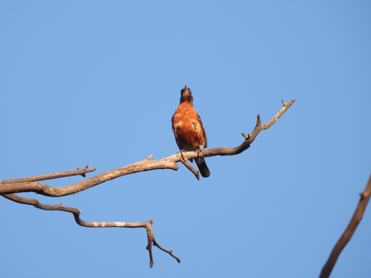 Zozo papargorria - ML640303311