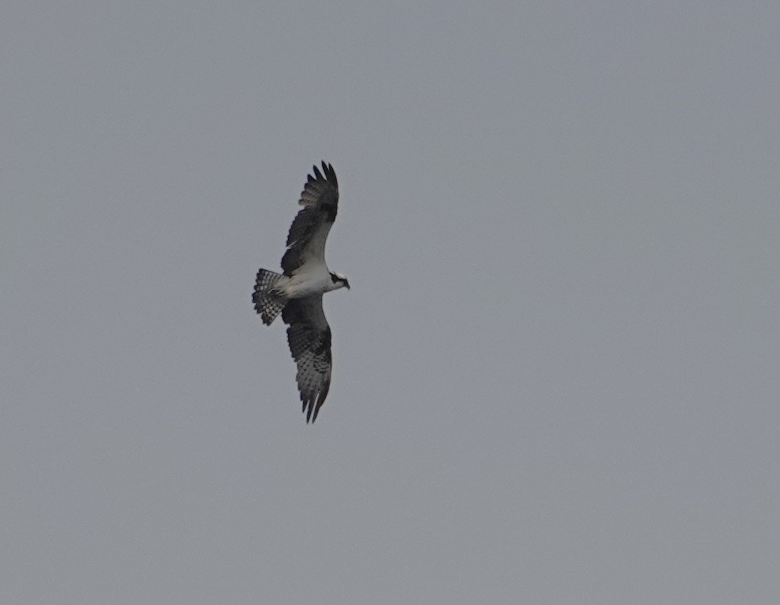 Osprey - ML640303312