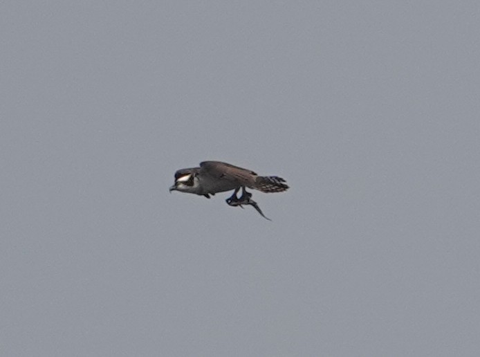 Osprey - ML640303313