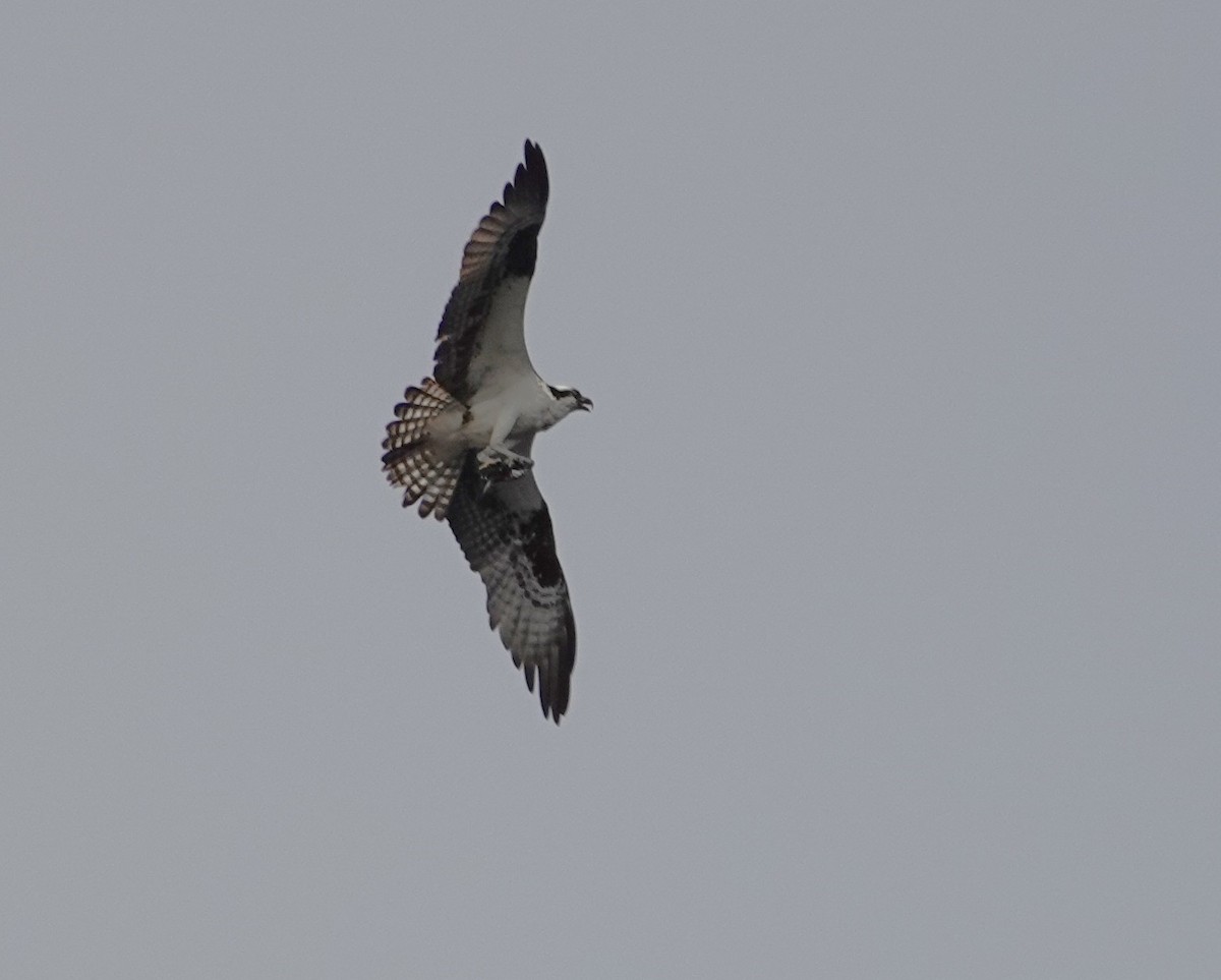 Osprey - ML640303314
