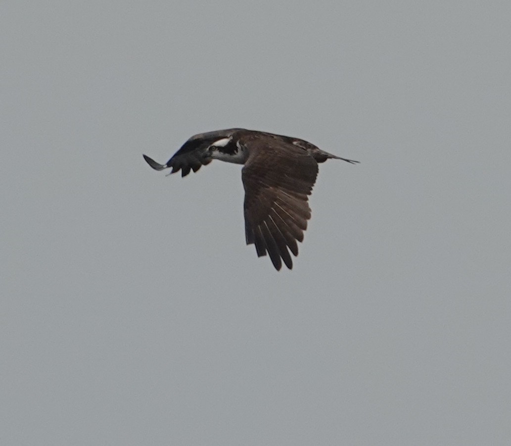 Osprey - ML640303317