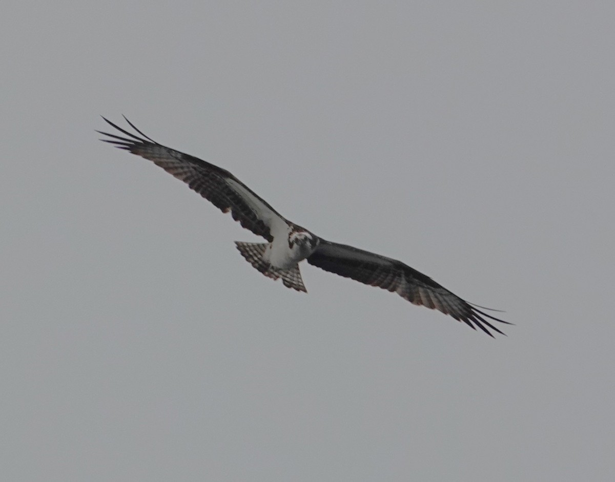 Osprey - ML640303318