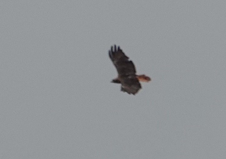 Red-tailed Hawk - ML640303328
