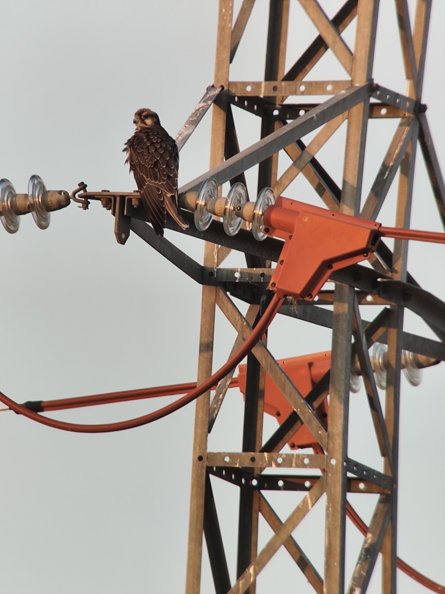 Lanner Falcon - ML640303330