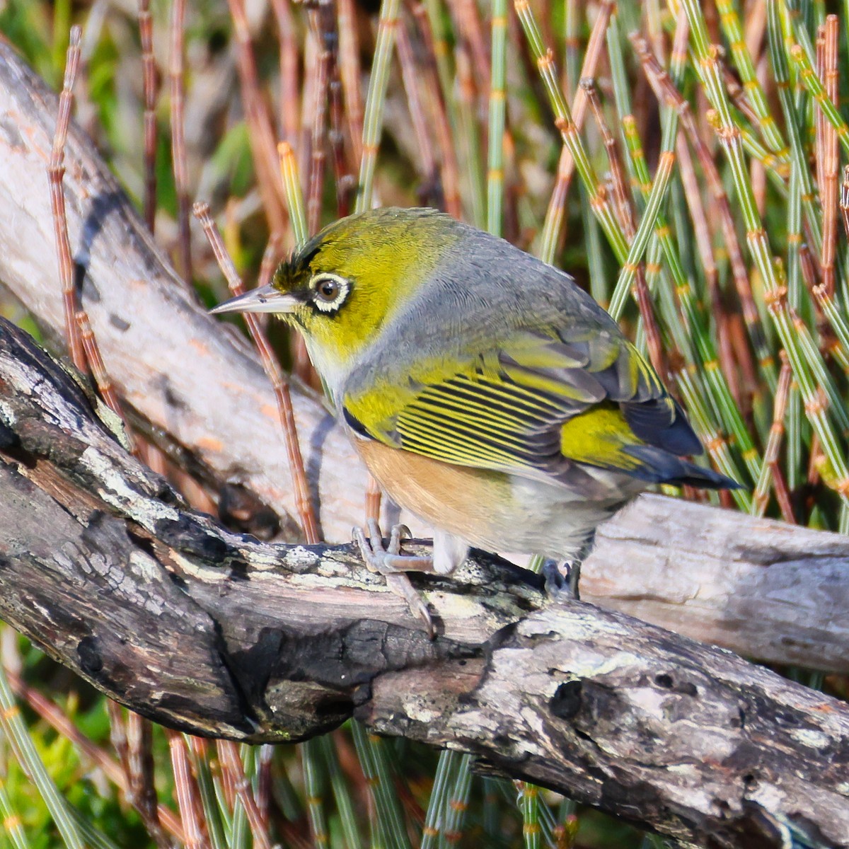 gråbrystbrillefugl - ML640303334