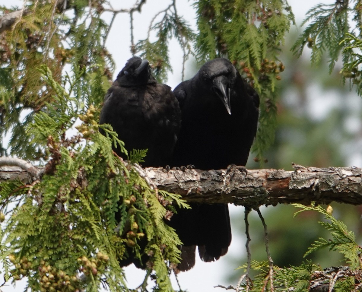 American Crow - ML640303335