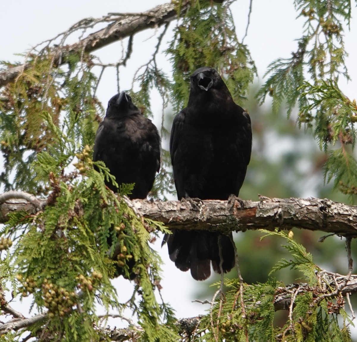 American Crow - ML640303336