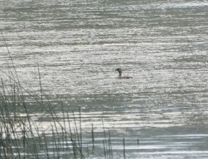 Pied-billed Grebe - ML640303337
