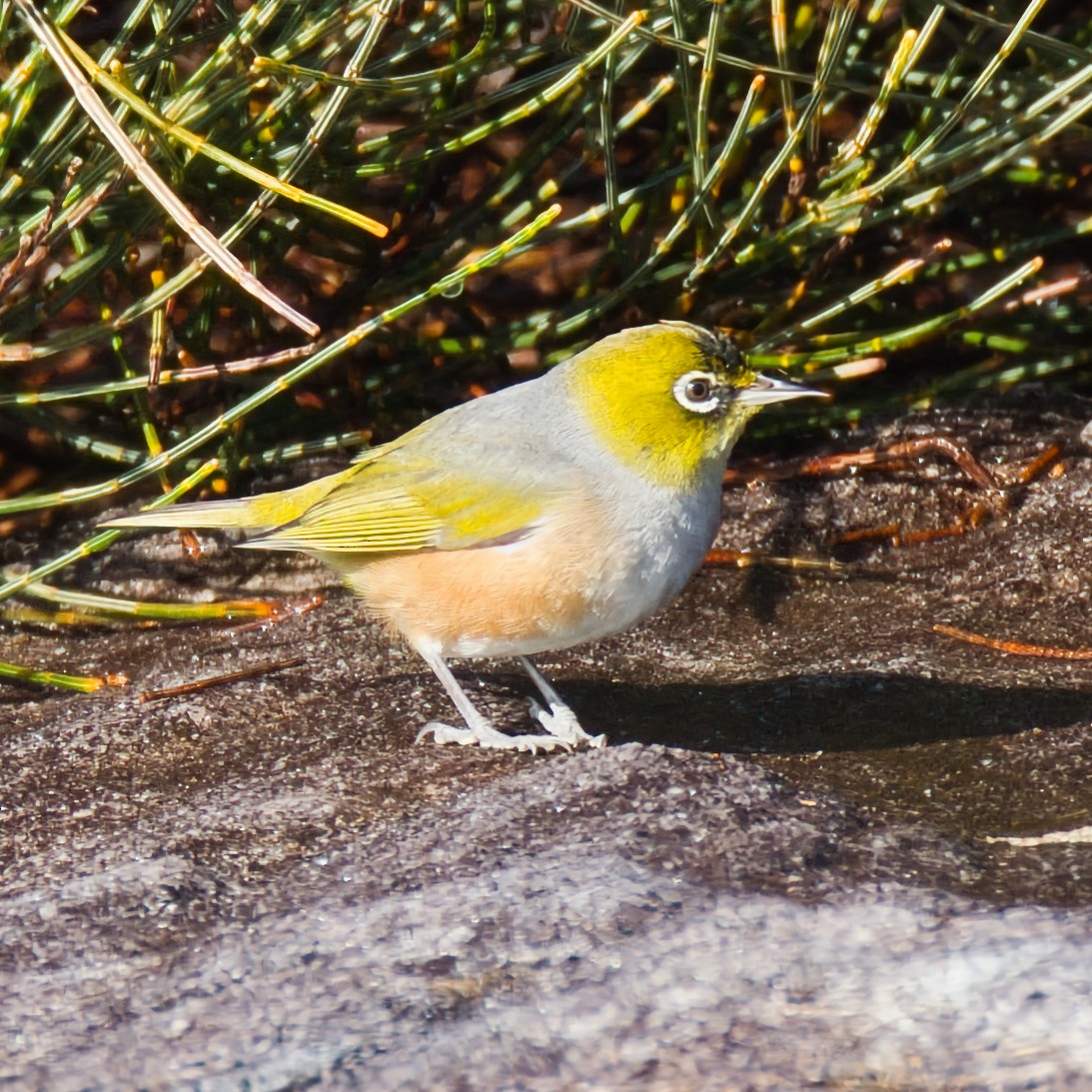 gråbrystbrillefugl - ML640303338