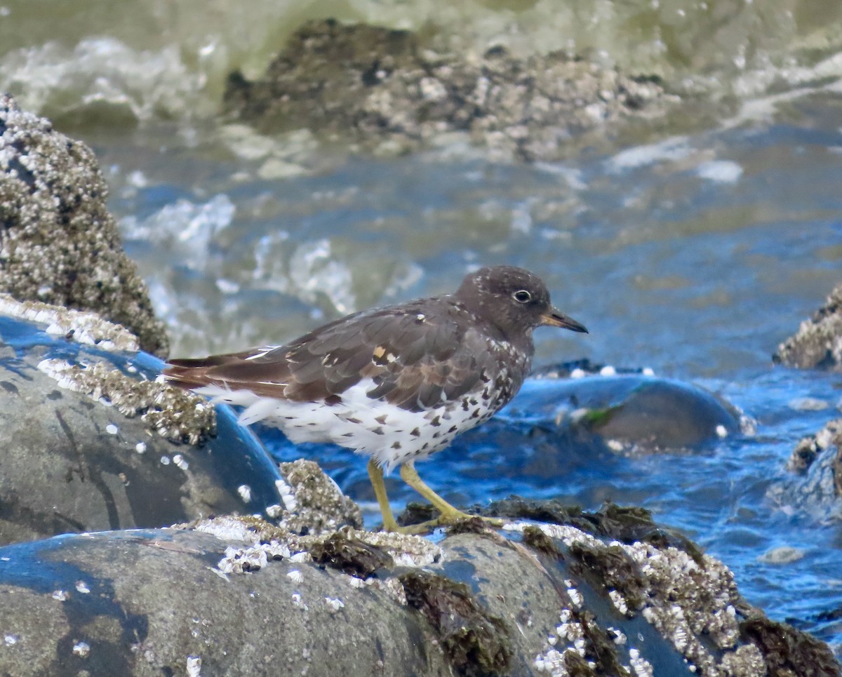 Surfbird - ML640303392