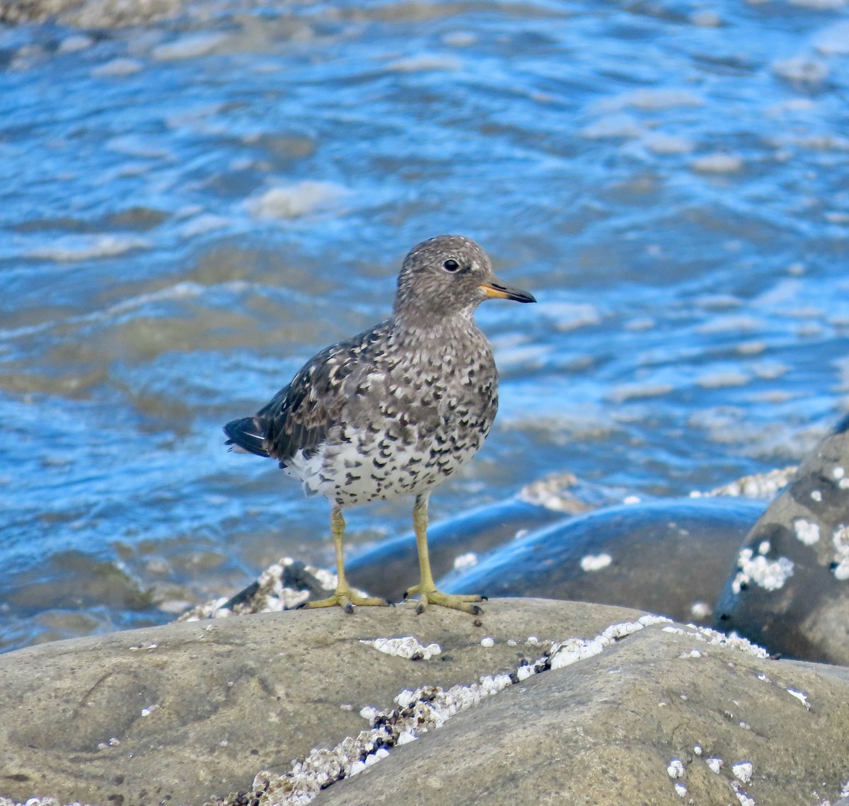 Surfbird - ML640303394