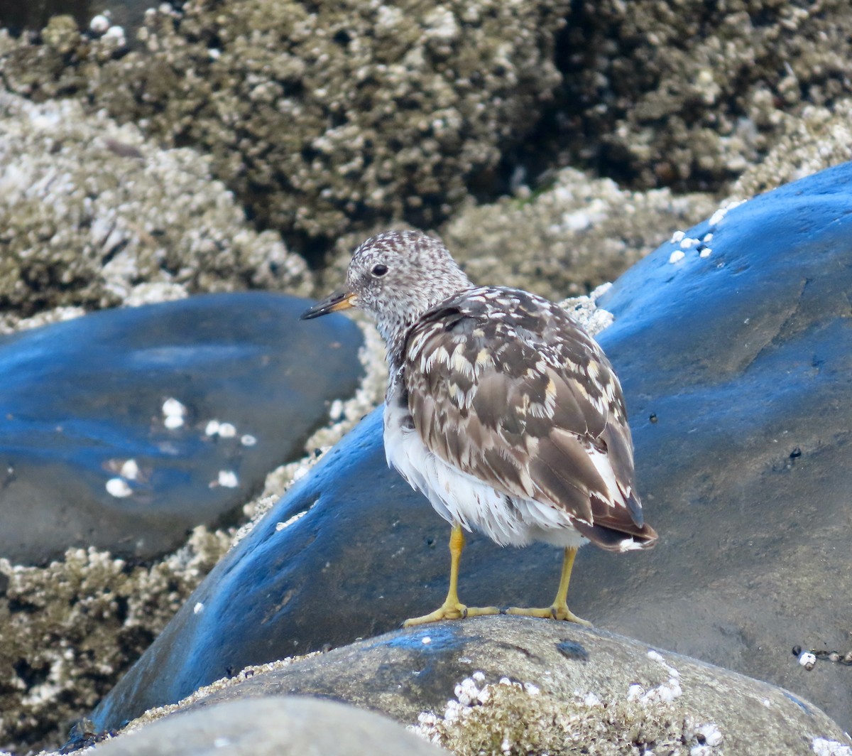 Surfbird - ML640303395