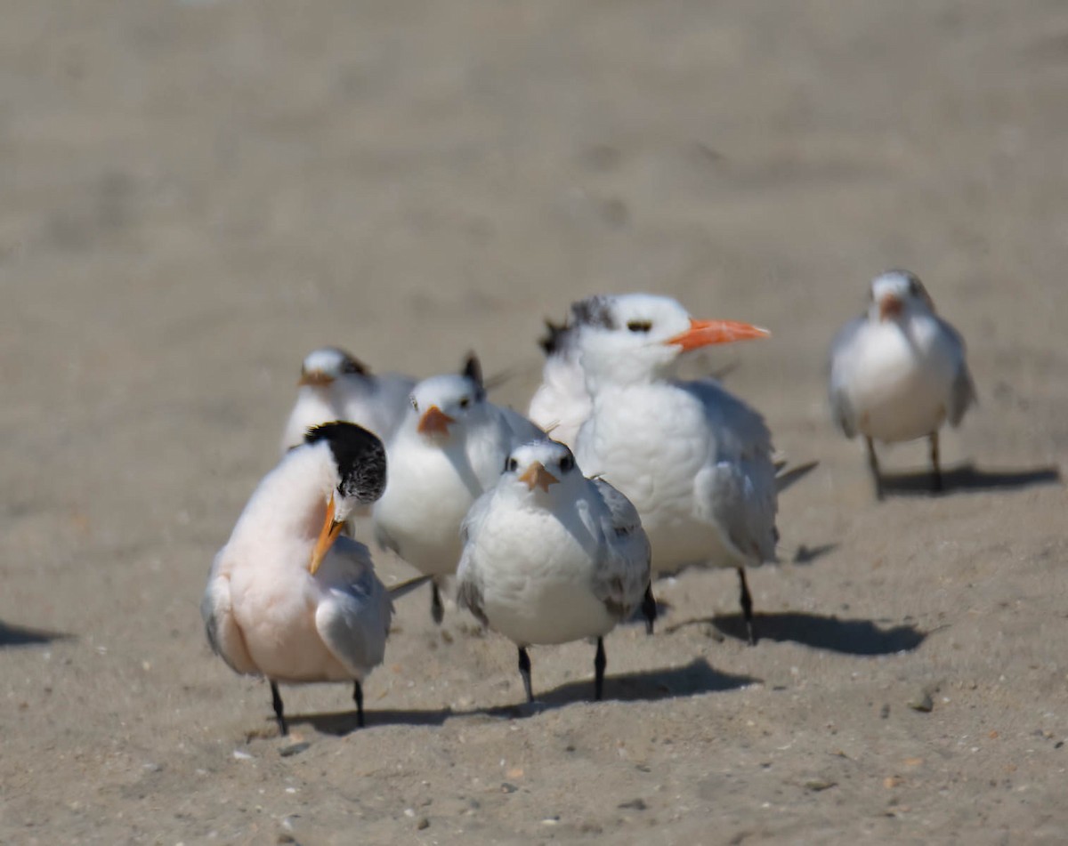 Elegant/Royal Tern - ML640303405