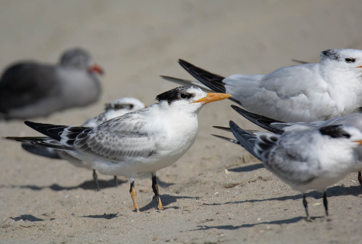 Elegant/Royal Tern - ML640303406