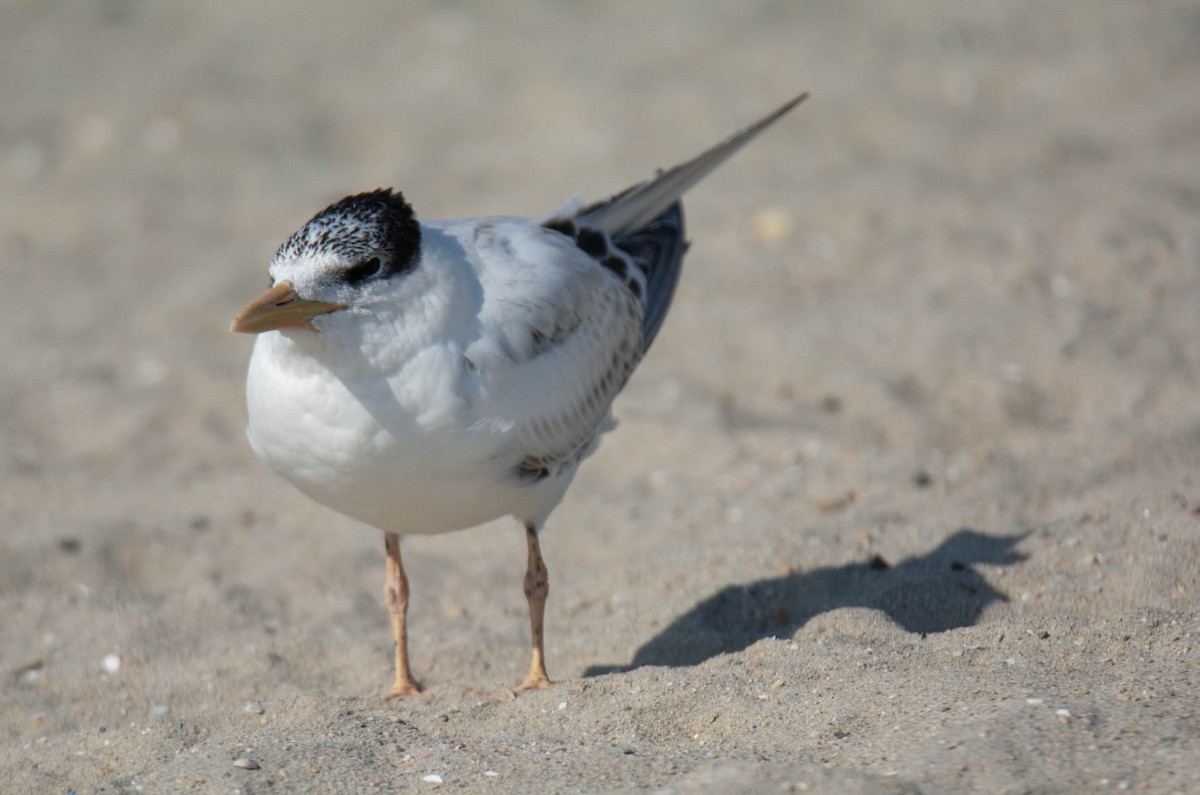 Elegant/Royal Tern - ML640303407