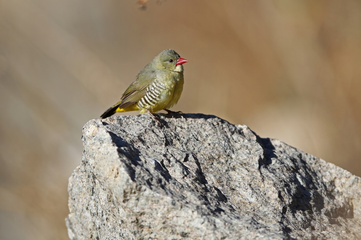 Green Avadavat - ML640303413