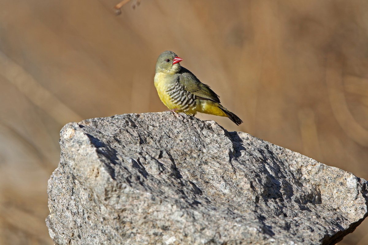 Green Avadavat - ML640303416