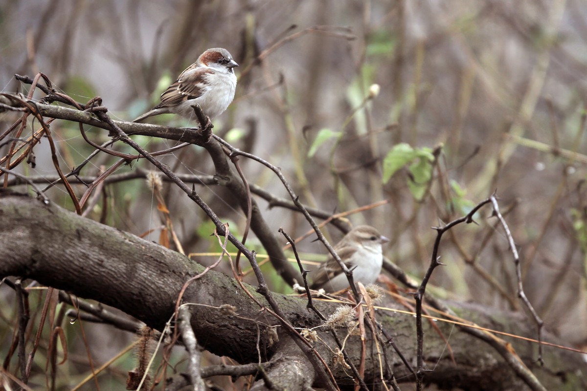 Sind Sparrow - ML640303430