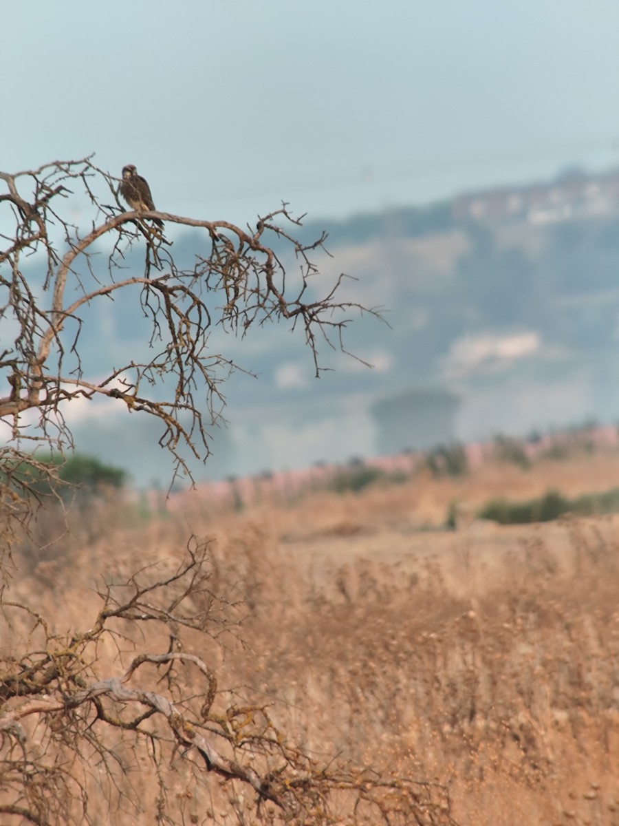 Lanner Falcon - ML640303519