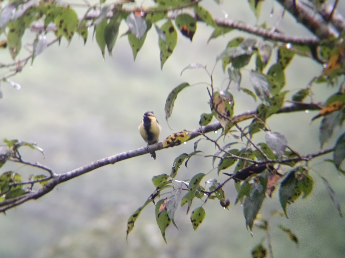 Himalayan Black-lored Tit - ML640303520