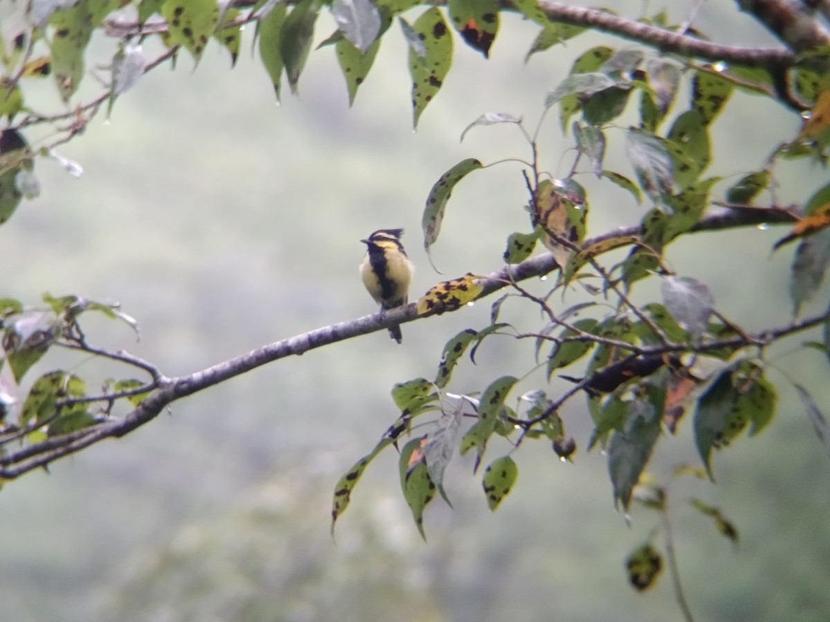 Himalayan Black-lored Tit - ML640303521