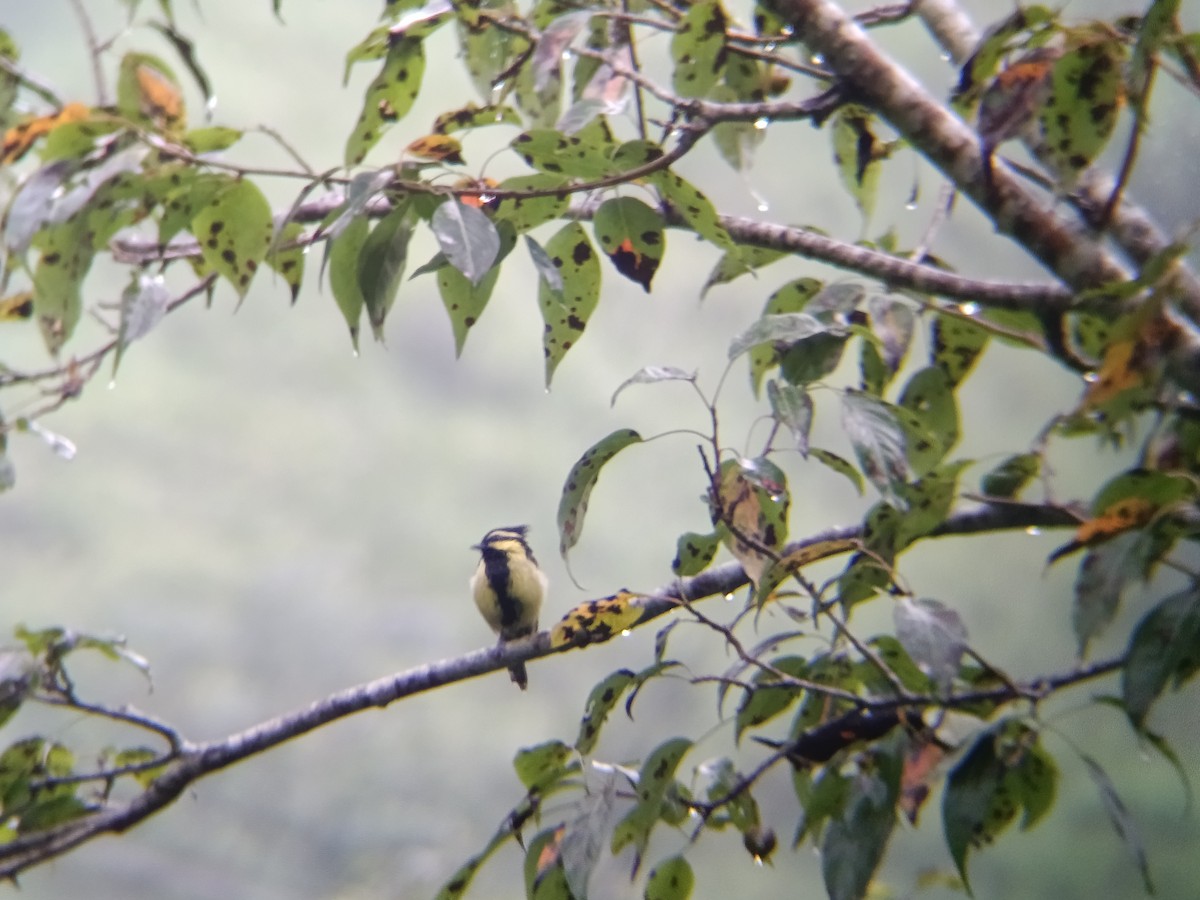 Himalayan Black-lored Tit - ML640303522