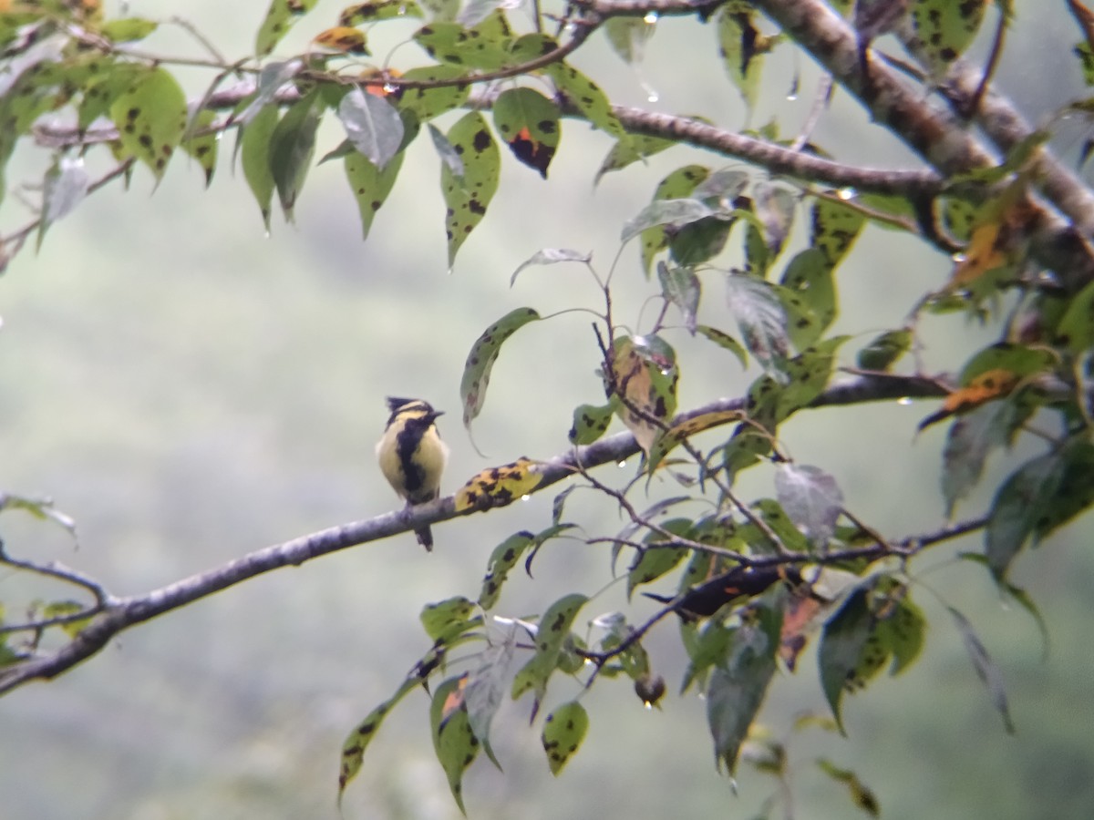 Himalayan Black-lored Tit - ML640303523