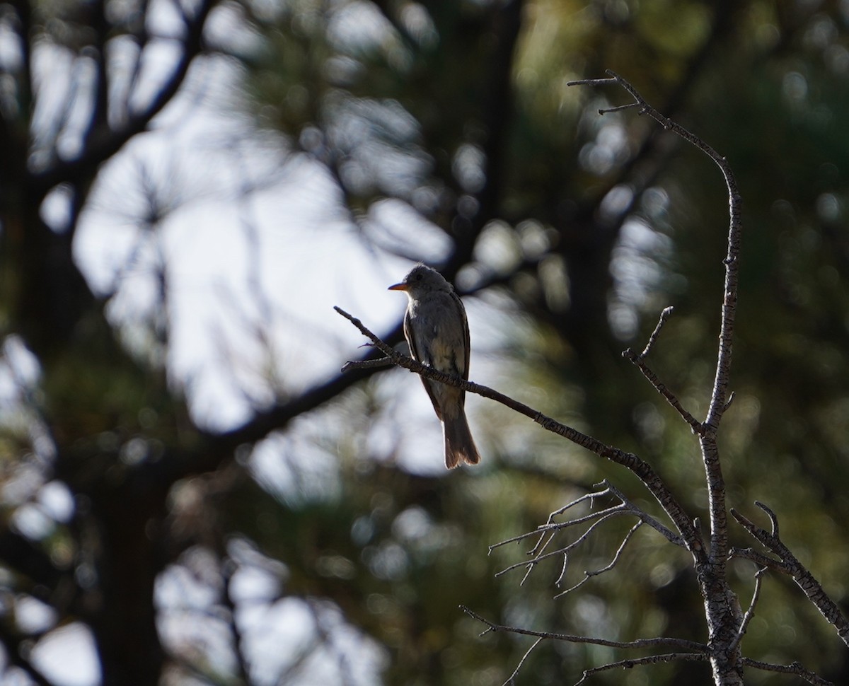 Greater Pewee - ML640303560