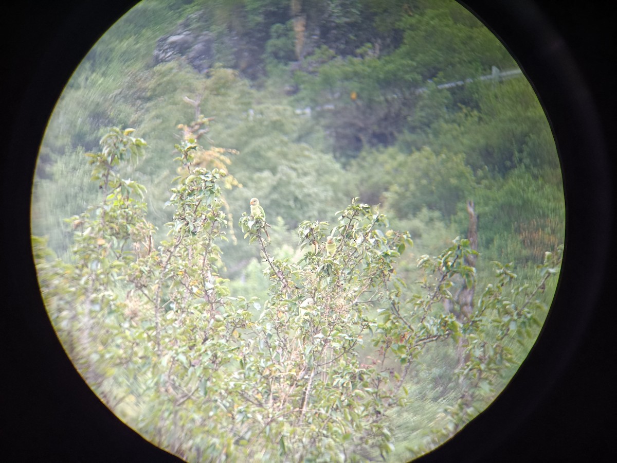 Slaty-headed Parakeet - ML640303658