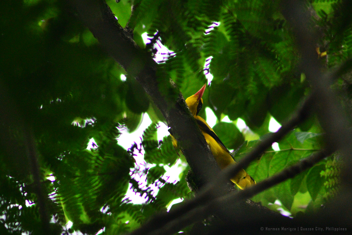 Black-naped Oriole - ML640303666