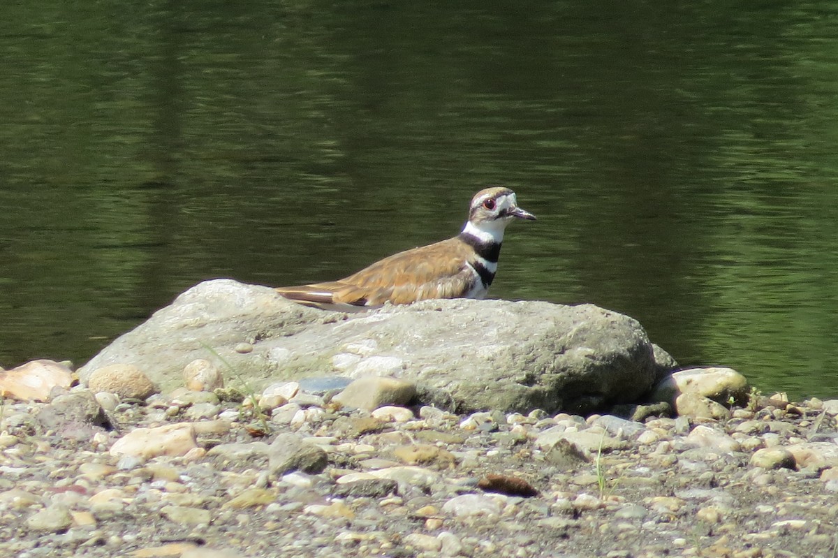 Killdeer - ML64030371