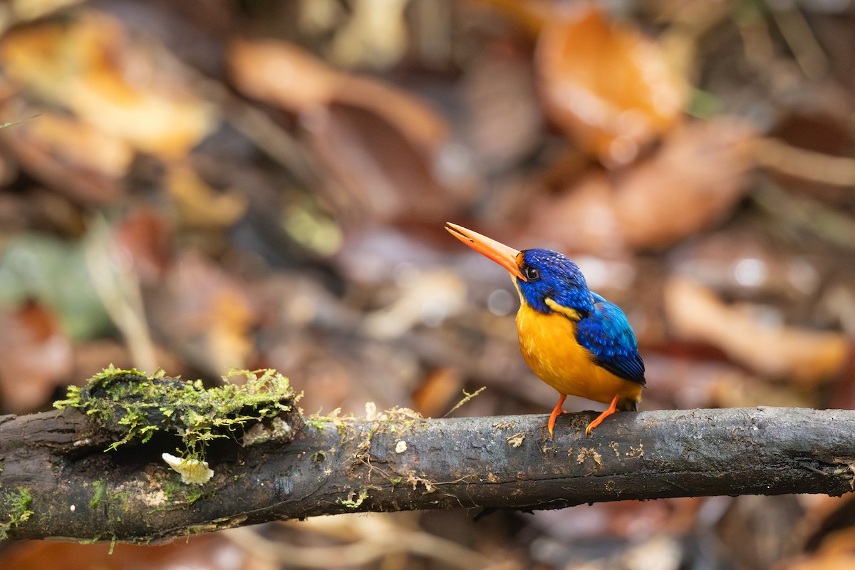 Manus Dwarf-Kingfisher - ML640303733