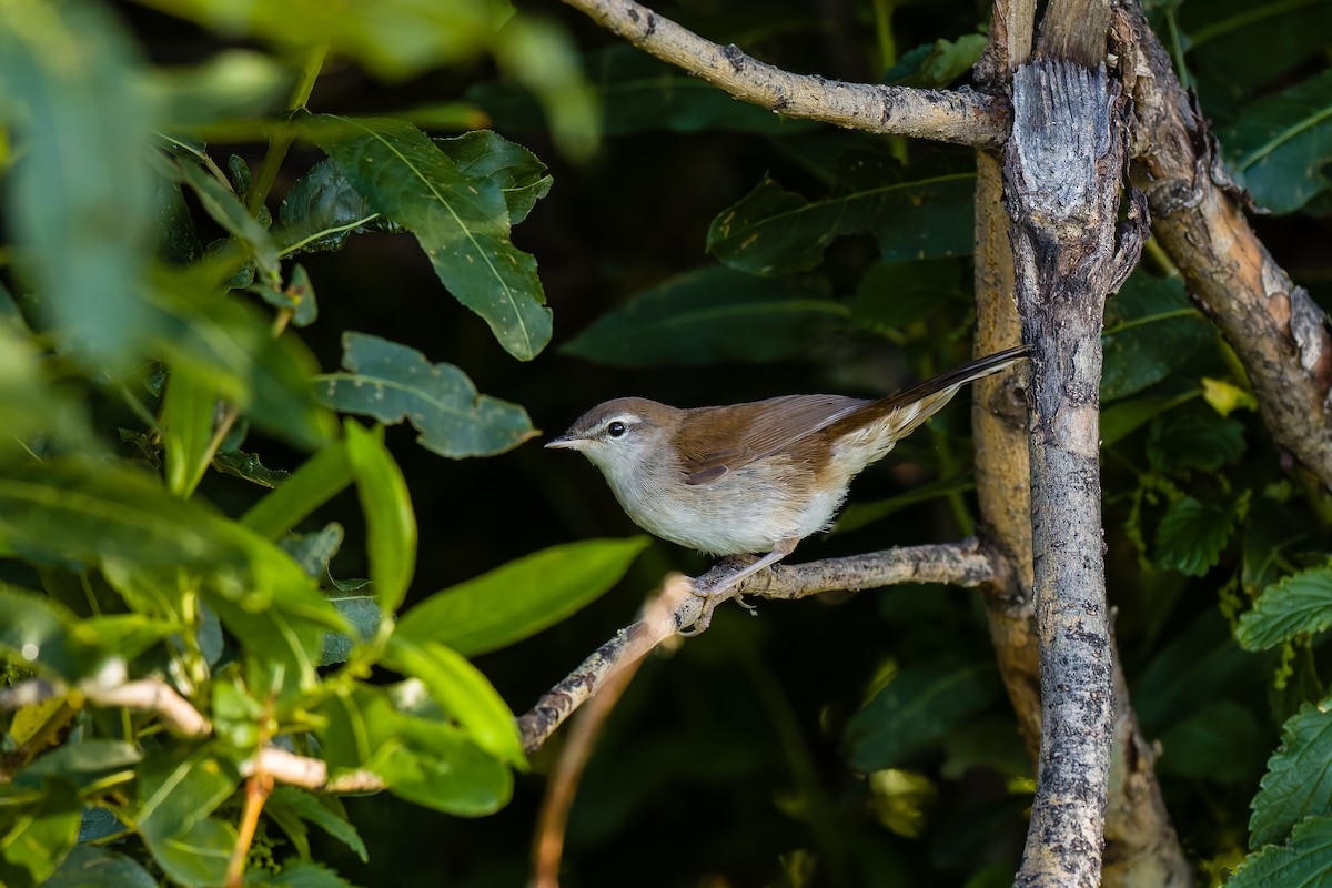 Cetti's Warbler - ML640303741