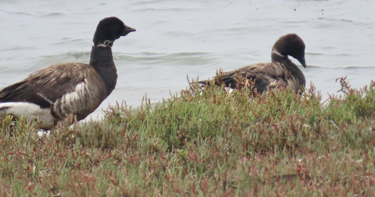 Brant - ML640303744