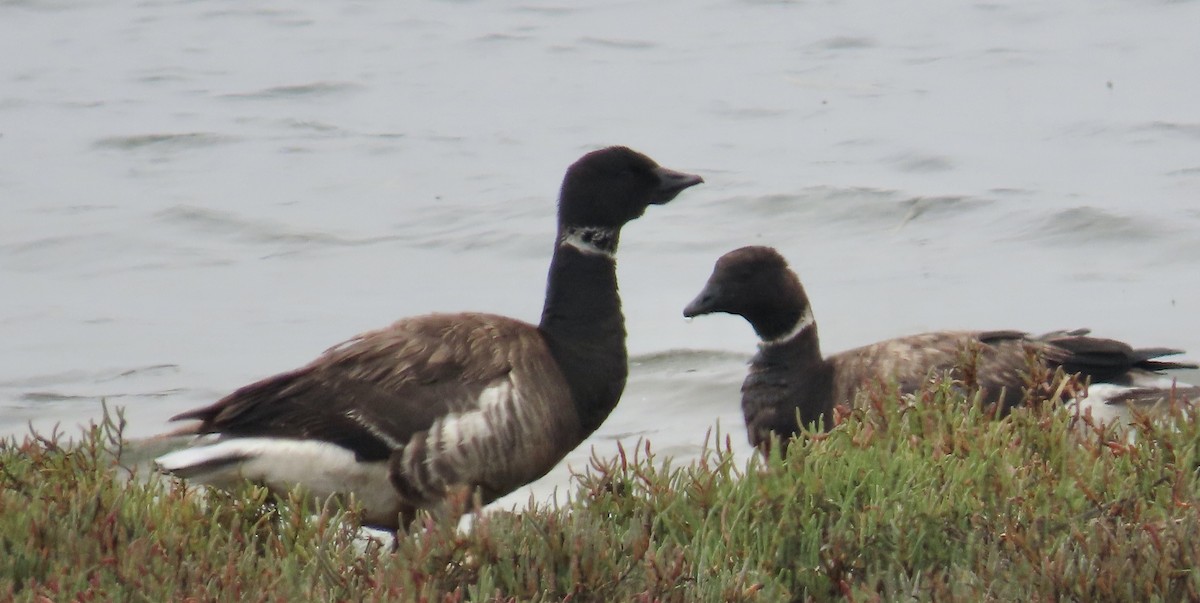 Brant - ML640303747