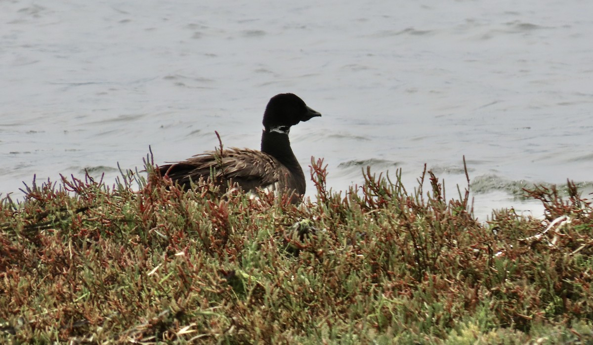 Brant - ML640303748