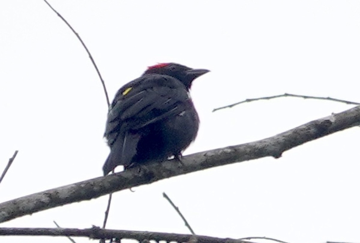 Scarlet-browed Tanager - ML640303821