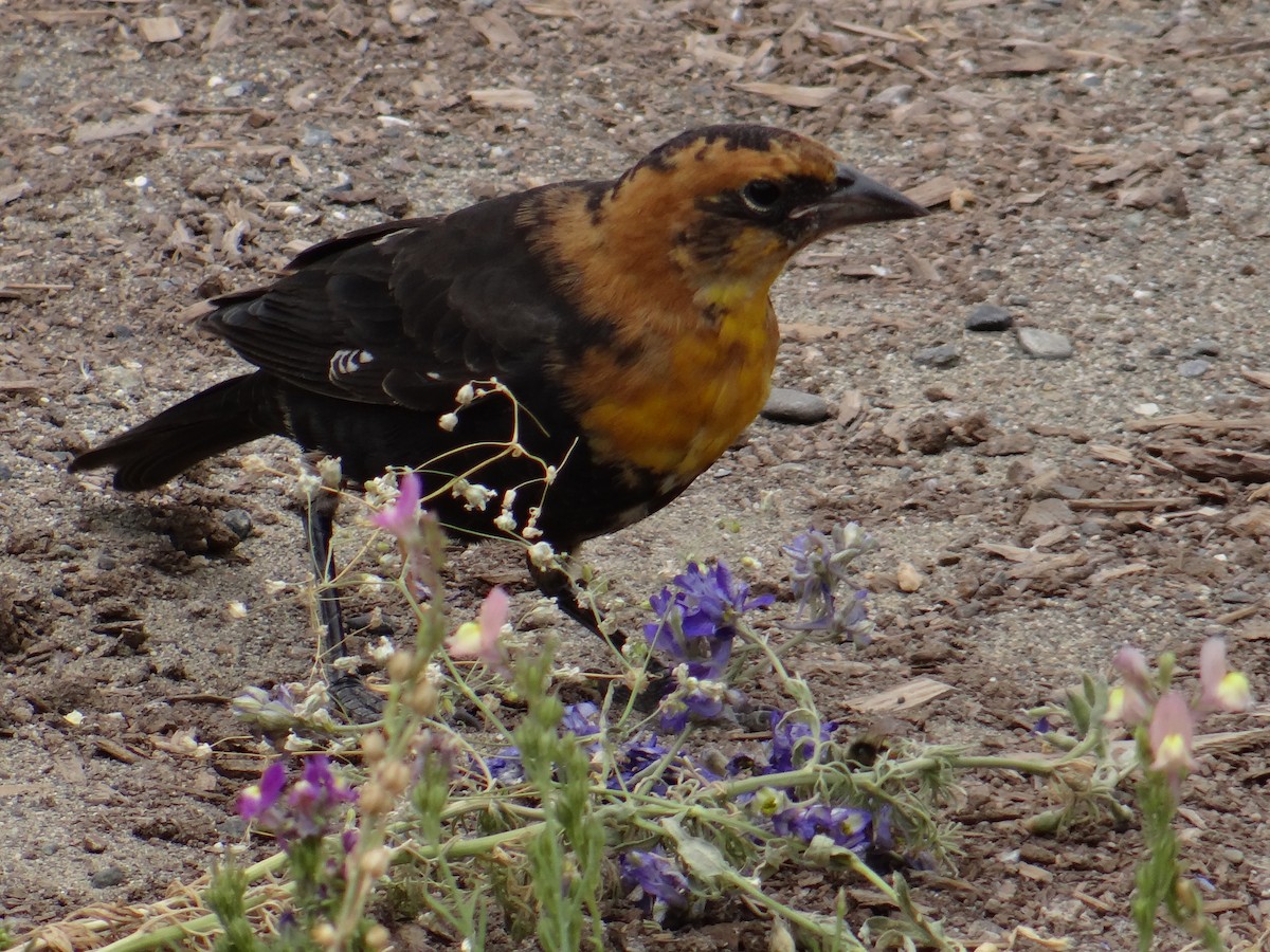 Yellow-headed Blackbird - ML640303880