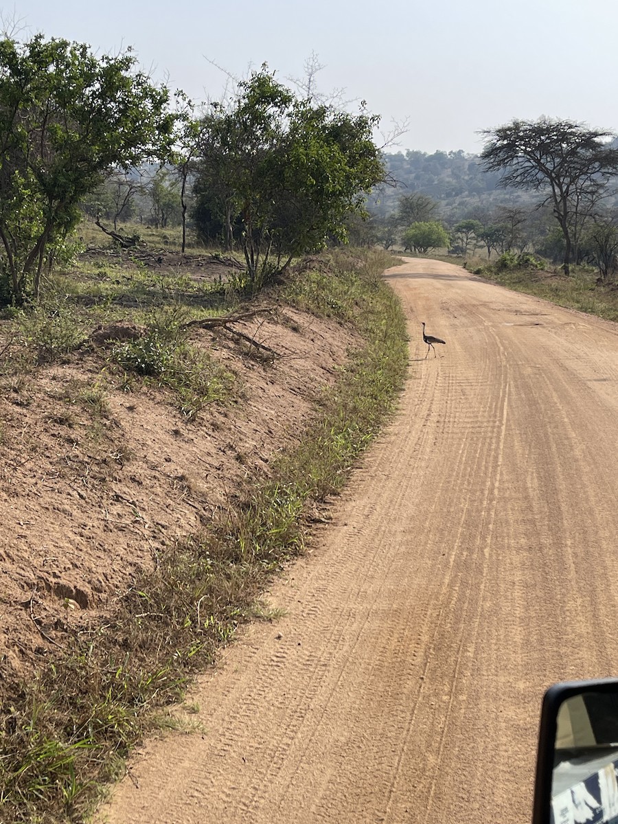 Black-bellied Bustard - ML640303886