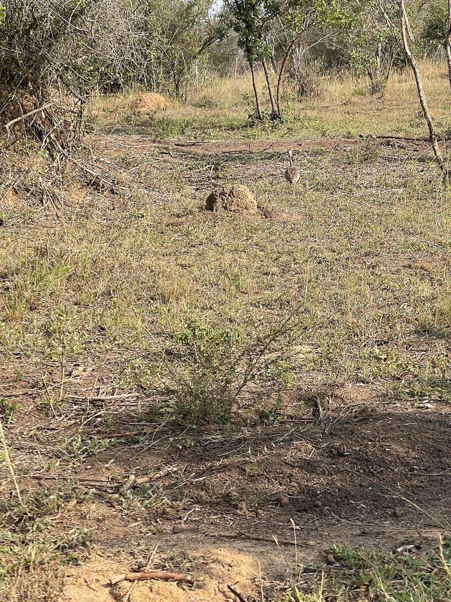 Black-bellied Bustard - ML640303889