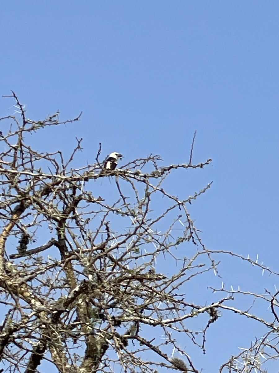 White-headed Barbet - ML640303897
