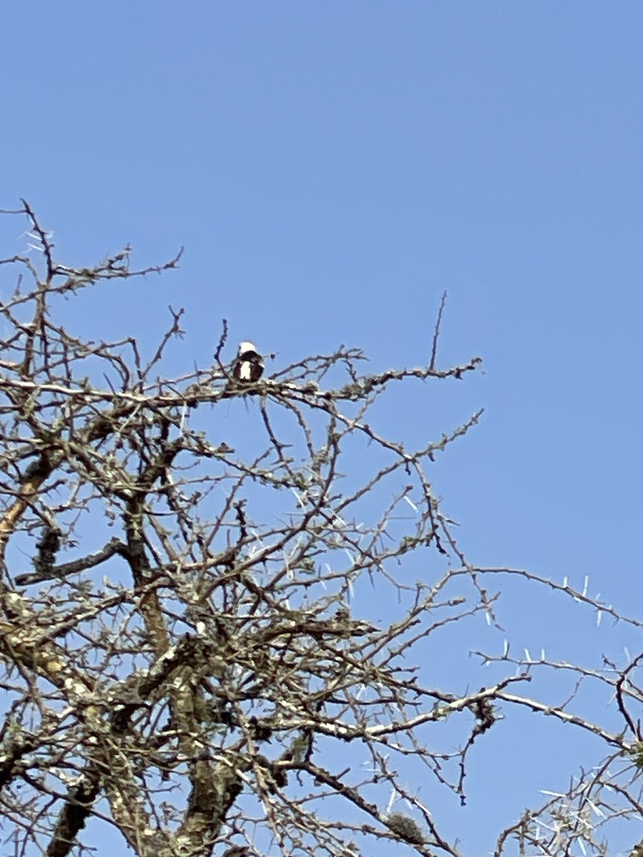 White-headed Barbet - ML640303899