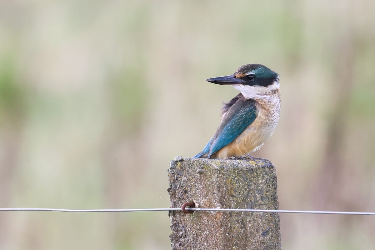 Sacred Kingfisher - ML640303901