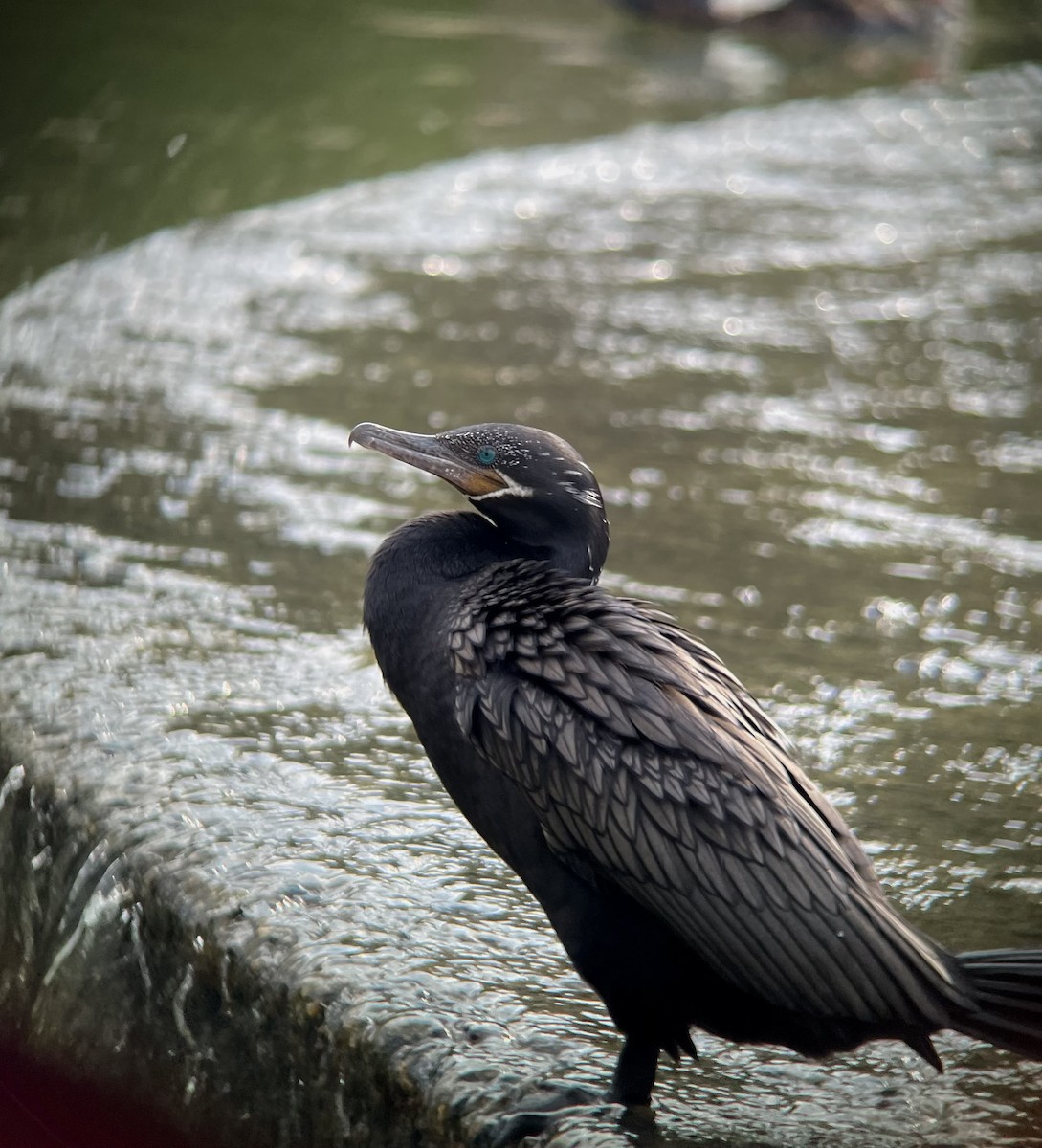 Neotropic Cormorant - ML640303918