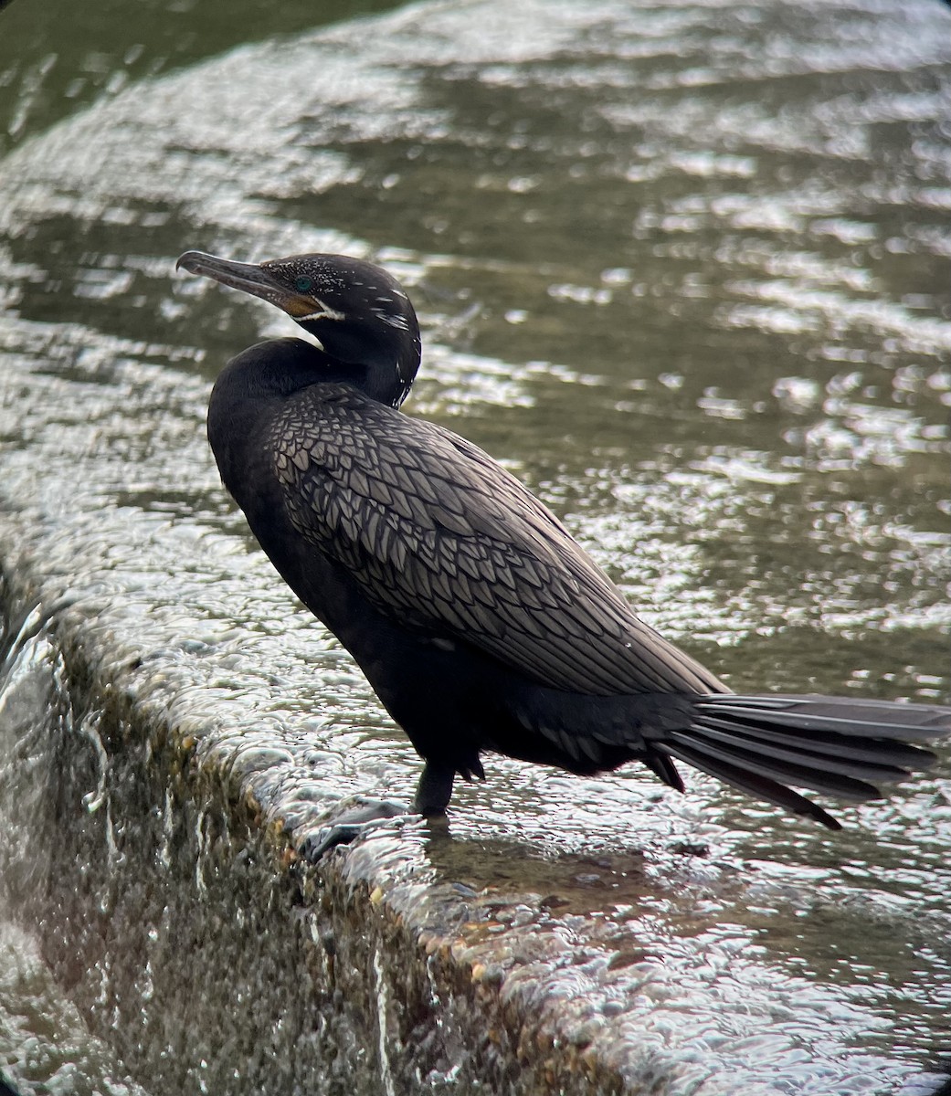 Neotropic Cormorant - ML640303919